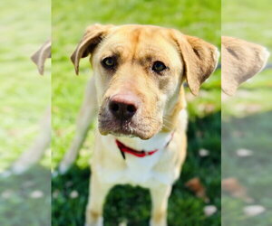 Golden Labrador Dogs for adoption in Manahawkin, NJ, USA