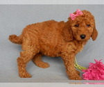 Small Photo #6 Goldendoodle Puppy For Sale in MILLERSBURG, OH, USA