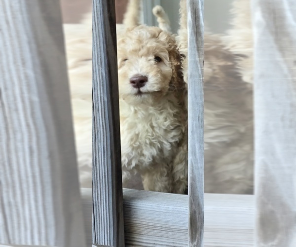 Medium Photo #7 Goldendoodle Puppy For Sale in RUSSELL, MA, USA