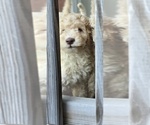 Puppy Indi Goldendoodle