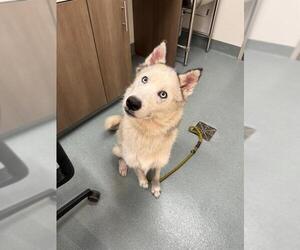 - Mix Dogs for adoption in Baytown, TX, USA