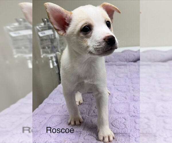 Medium Photo #1 Pomsky Puppy For Sale in Lancaster, PA, USA