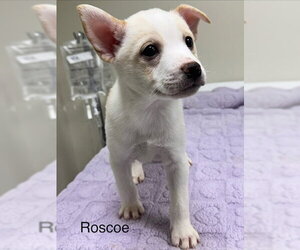 Pomsky Dogs for adoption in Lancaster, PA, USA