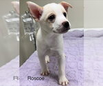 Small Pomsky