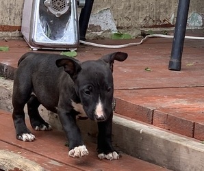 Bull Terrier Puppy for Sale in NEW CASTLE, Delaware USA