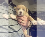 Puppy 3 American Bully-American Pit Bull Terrier Mix