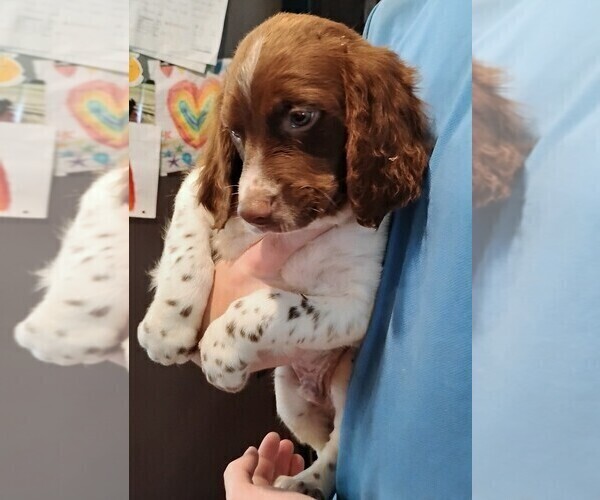 Medium Photo #4 Brittany Puppy For Sale in DOWAGIAC, MI, USA