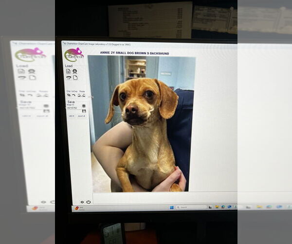 Medium Photo #4 Chiweenie Puppy For Sale in Mooresville, NC, USA