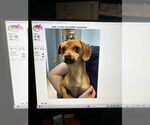 Small #3 Chiweenie