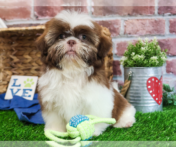 Medium Photo #14 Shih Tzu Puppy For Sale in SYRACUSE, IN, USA