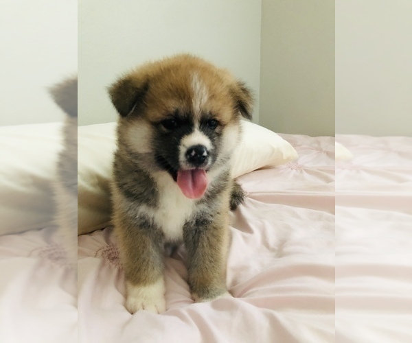 Medium Photo #16 Akita Puppy For Sale in LA QUINTA, CA, USA