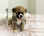 Small Photo #16 Akita Puppy For Sale in LA QUINTA, CA, USA