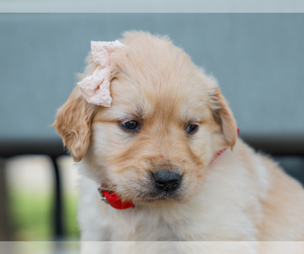 Medium Photo #4 Golden Retriever Puppy For Sale in LIBERTY, KY, USA