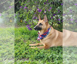 Aura - Female German Shepherd Dog Dog for Adoption - Photo #5