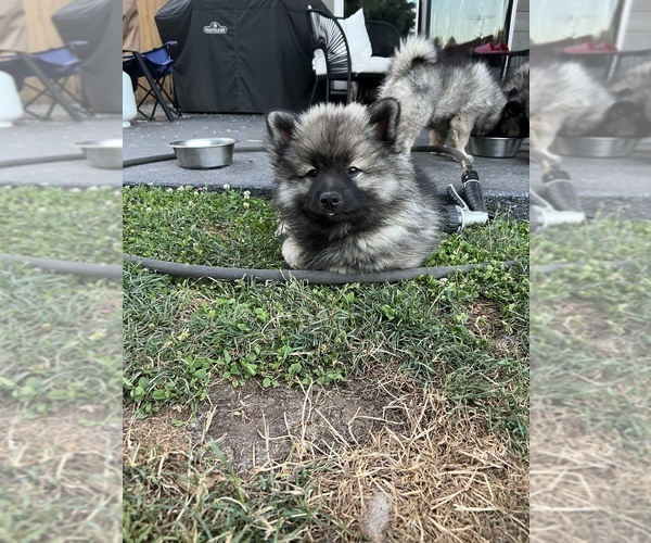 Medium Photo #11 Keeshond Puppy For Sale in VANCOUVER, WA, USA