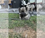 Small #2 Keeshond