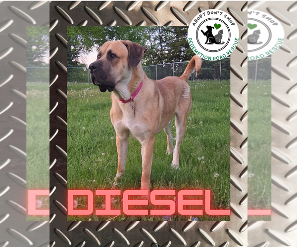 Medium Photo #3 Mastiff-Unknown Mix Puppy For Sale in Crystal, MN, USA