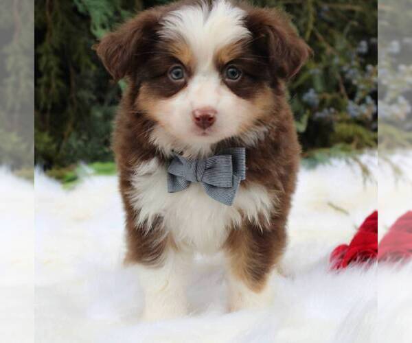 Medium Photo #1 Australian Shepherd Puppy For Sale in DUNDEE, NY, USA