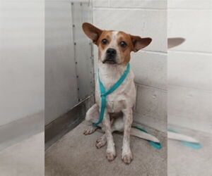 Mutt Dogs for adoption in San Bernardino, CA, USA