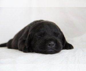 Labrador Retriever Puppy for sale in HYDE PARK, VT, USA