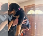 Puppy Pink Colar Rottweiler