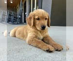Small #2 Golden Retriever