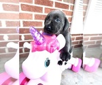 Small #1 Labrador Retriever
