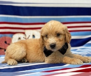 Goldendoodle Puppy for sale in LANCASTER, PA, USA