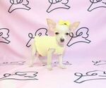 Small Photo #8 Chihuahua Puppy For Sale in LAS VEGAS, NV, USA