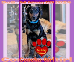 Dachshund-Doberman Pinscher Mix Dogs for adoption in Sebec, ME, USA