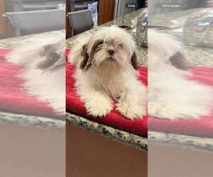 Shih Tzu Puppy for sale in ORLANDO, FL, USA