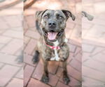 Small #3 Labrador Retriever Mix