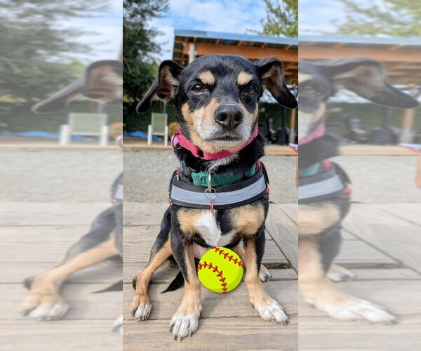 Medium Photo #8 Dachshund-Unknown Mix Puppy For Sale in Bellingham, WA, USA