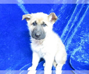 Anatolian Shepherd-German Shepherd Dog Mix Puppy for sale in GROVESPRING, MO, USA