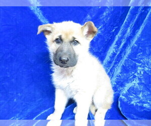 Medium Anatolian Shepherd-German Shepherd Dog Mix