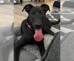 Small #5 Labrador Retriever Mix