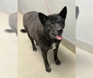 Akita-German Shepherd Dog Mix Dogs for adoption in Las Vegas, NV, USA