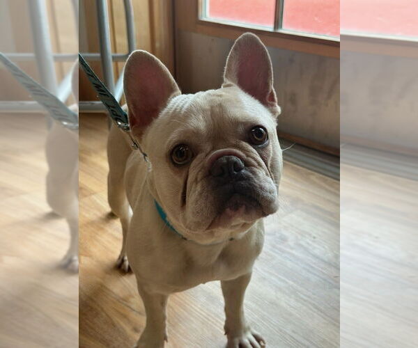 Medium Photo #5 French Bulldog Puppy For Sale in Oak Bluffs, MA, USA