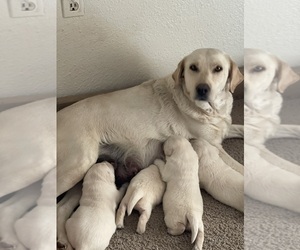Mother of the Labrador Retriever puppies born on 11/10/2025