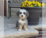Small #5 Bernedoodle