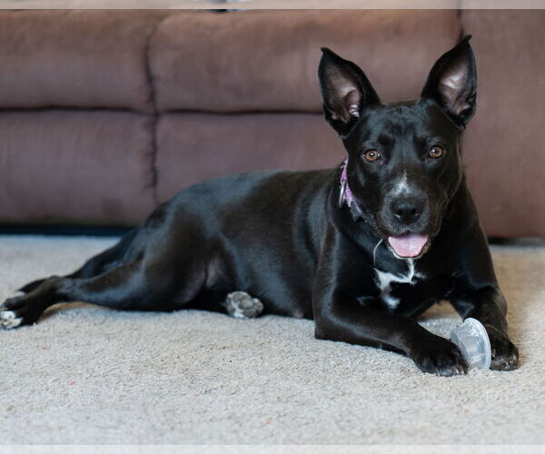 Medium Photo #24 American Pit Bull Terrier-Labrador Retriever Mix Puppy For Sale in Princeton, MN, USA
