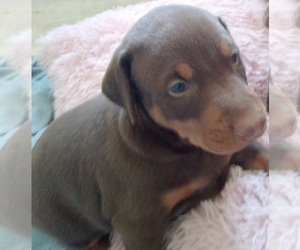 Doberman Pinscher Puppy for sale in DONIPHAN, MO, USA