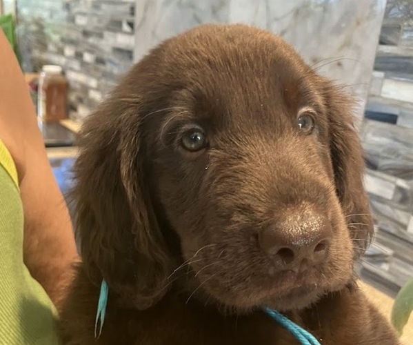Medium Photo #12 Flat Coated Retriever Puppy For Sale in LAHAINA, HI, USA
