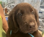 Small #11 Flat Coated Retriever