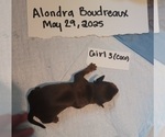Puppy Female 3 Coco Dachshund