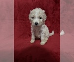 Small #2 Goldendoodle
