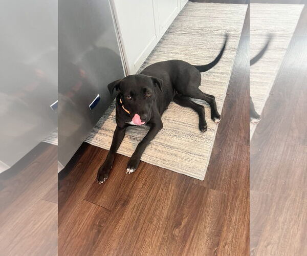 Medium Photo #1 Labrador Retriever-Unknown Mix Puppy For Sale in New London, WI, USA