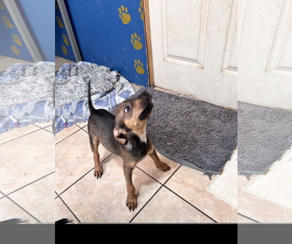 Medium Photo #2 American Staffordshire Terrier-Unknown Mix Puppy For Sale in Tracy City, TN, USA