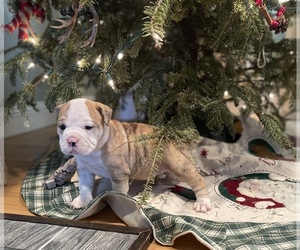 Olde English Bulldogge Puppy for sale in SMITHS GROVE, KY, USA