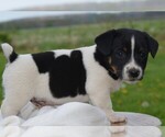 Small #1 Jack Russell Terrier
